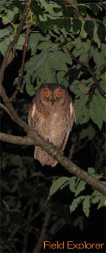 �H��̃i�C�g�ό�