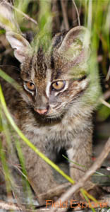 �ʐ^�B�e�c�A�[(�C���I���e���}�l�R)