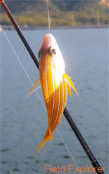 �ނ�E�i�C�g�c�A�[/�����c�A�[�b���\���ނ�c�A�[/�����c�A�[ �ނ�